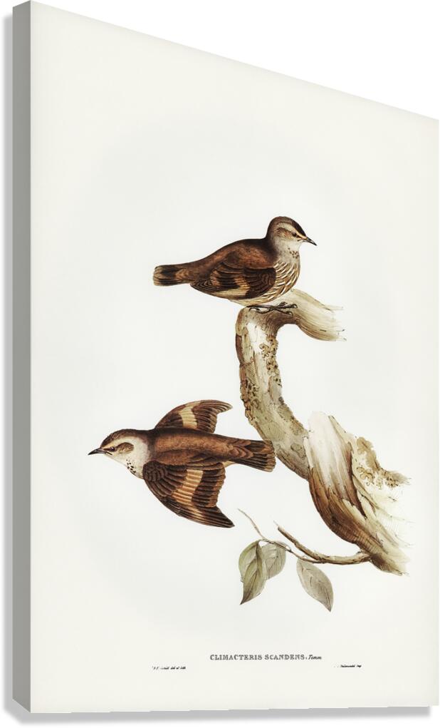 Brown Treecreeper 2 Canvas Print
