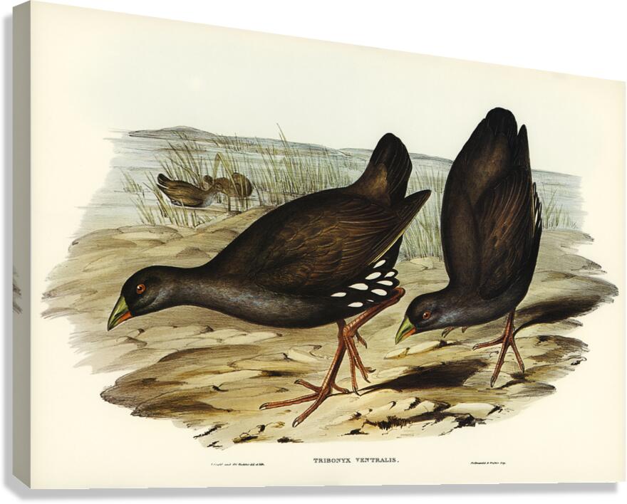 Black Tailed Nativehen Canvas Print