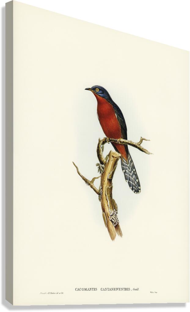 Chestnut Breasted Cuckoo Canvas Print