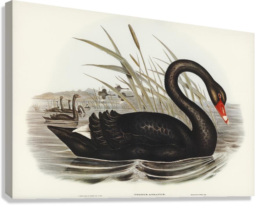 Black Swan Canvas Print