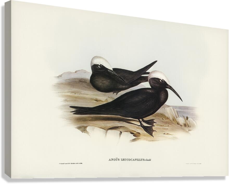 Black Noddy Canvas Print
