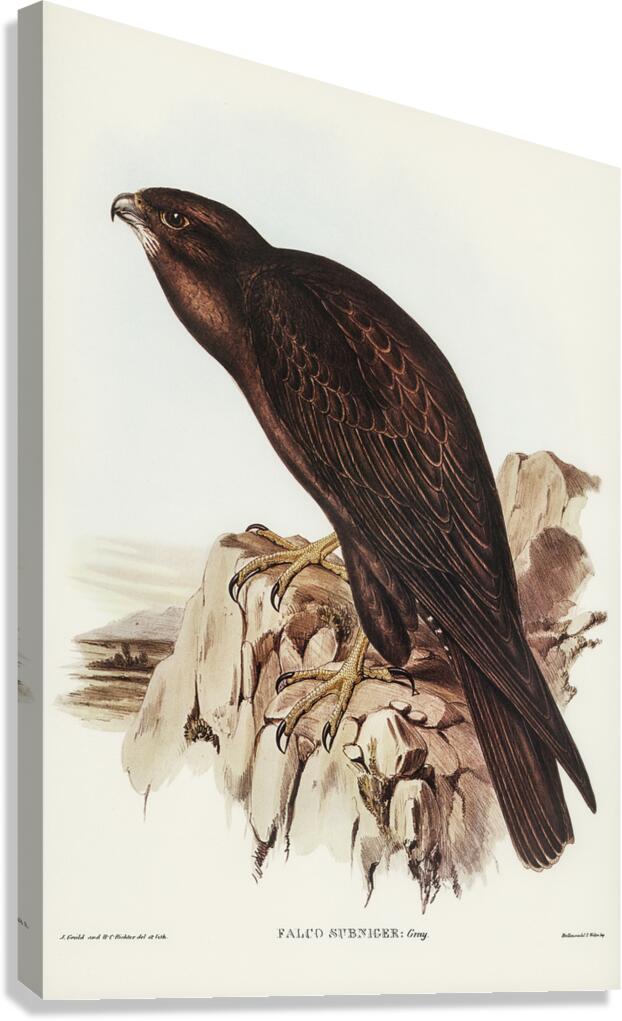Black Falcon Canvas Print