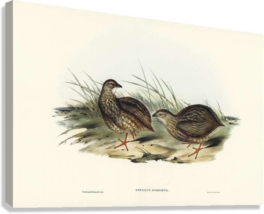 Brown Quail Canvas Print