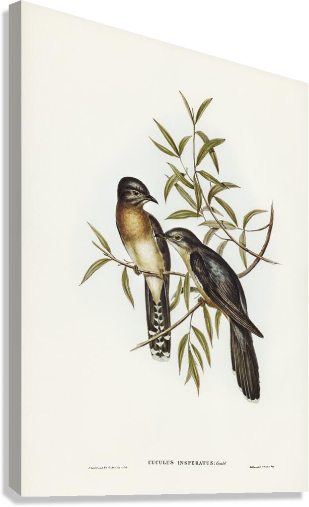 Brush Cuckoo Canvas Print