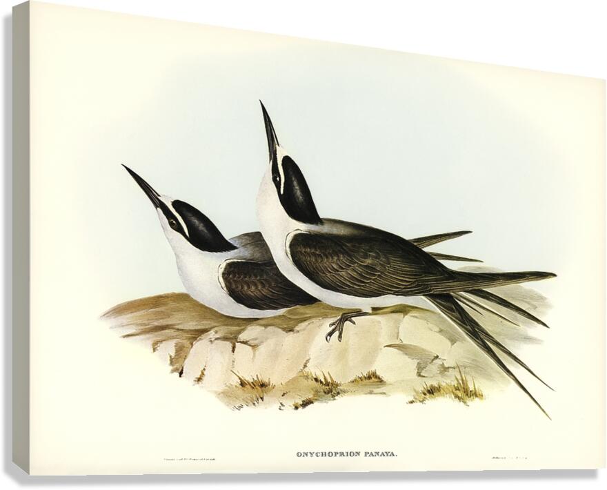 Bridled Tern Canvas Print