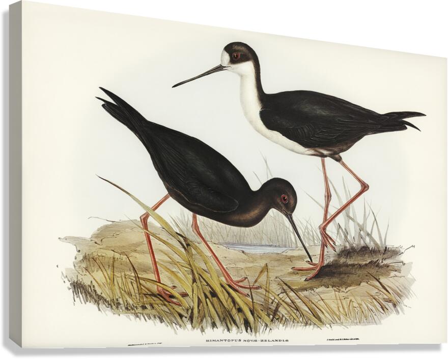Black Stilt Canvas Print