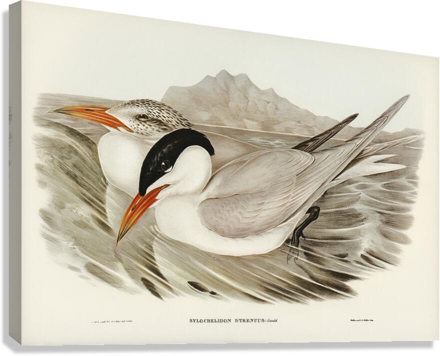 Caspian Tern Canvas Print