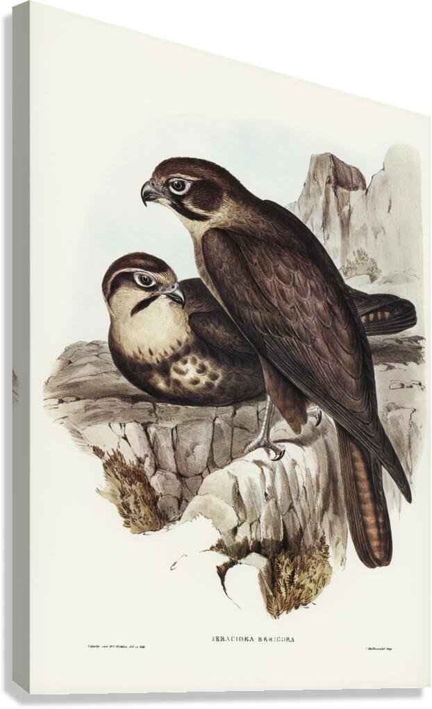 Brown Falcon 2 Canvas Print