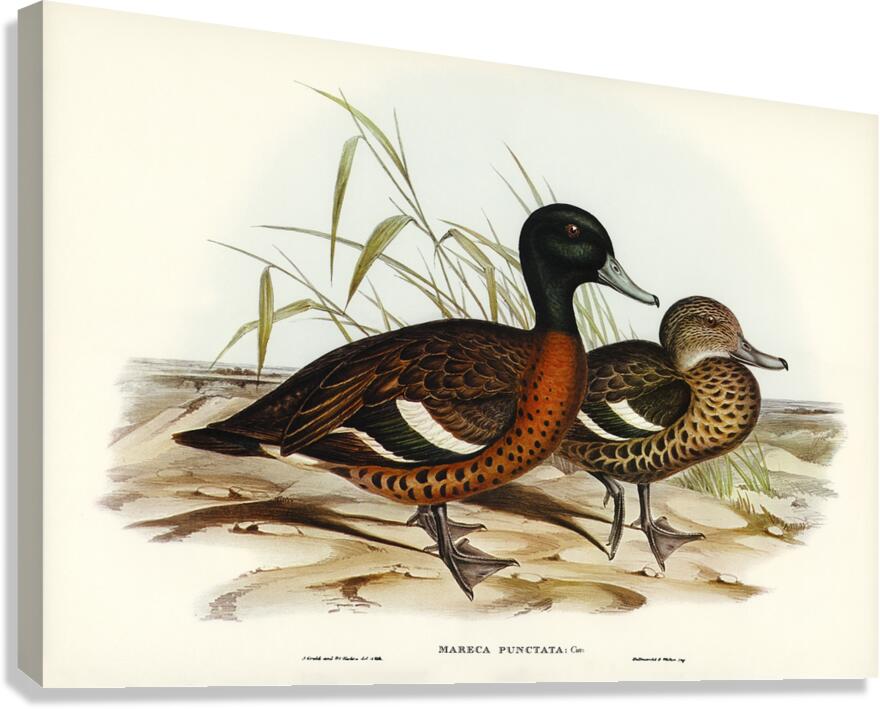 Chestnut Teal Canvas Print