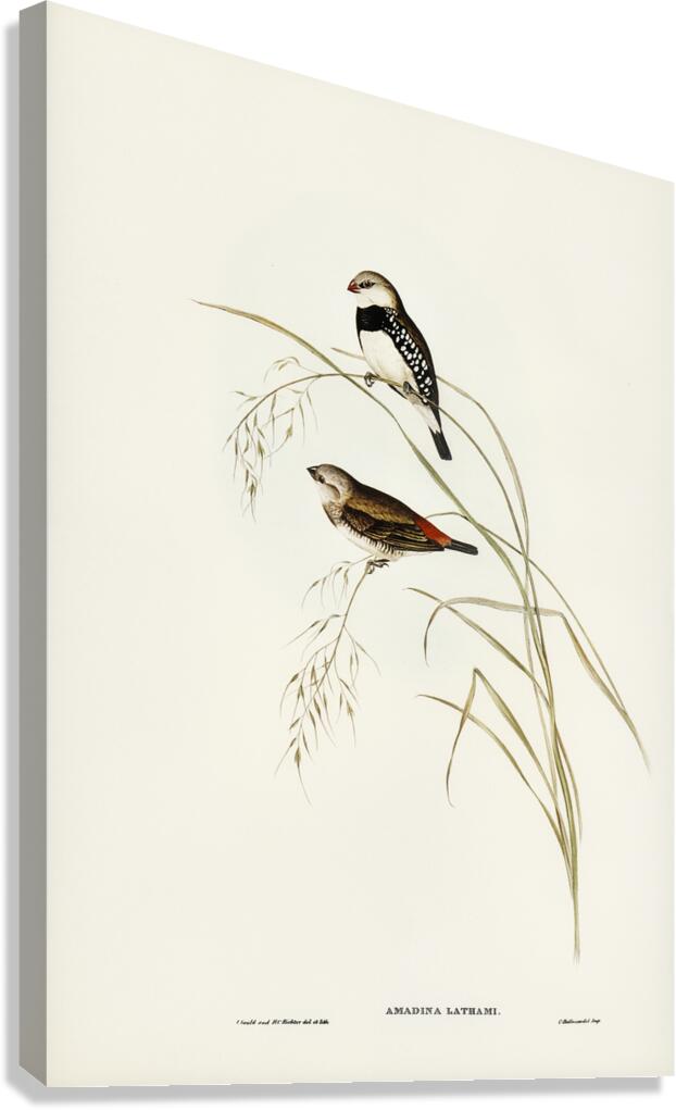 Diamond Firetail Canvas Print