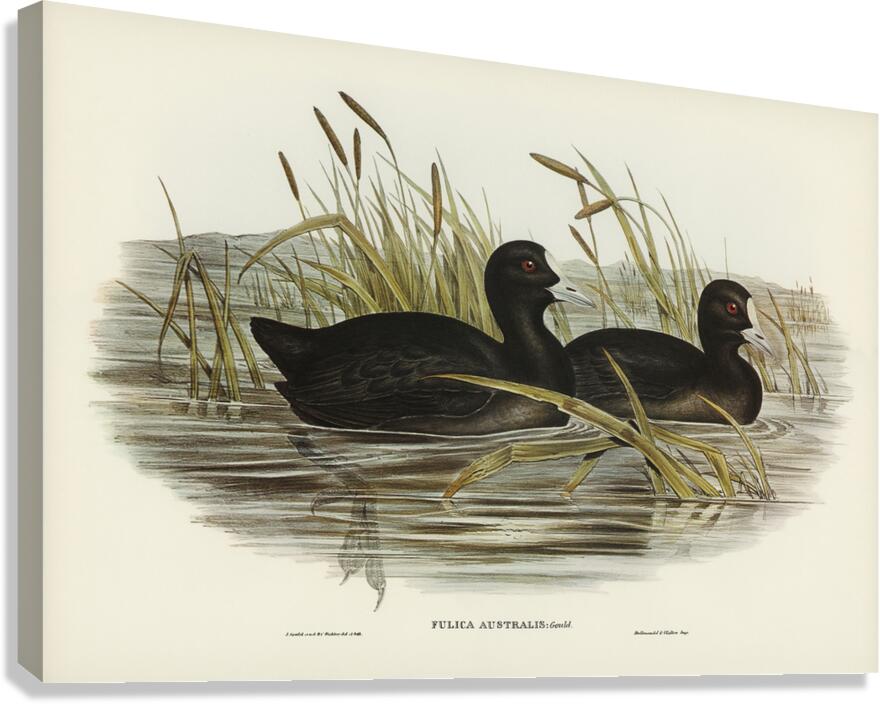 Eurasian Coot Canvas Print