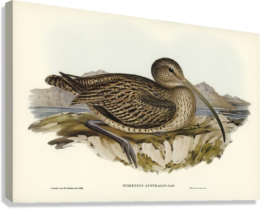 Far Eastern Curlew Canvas Print