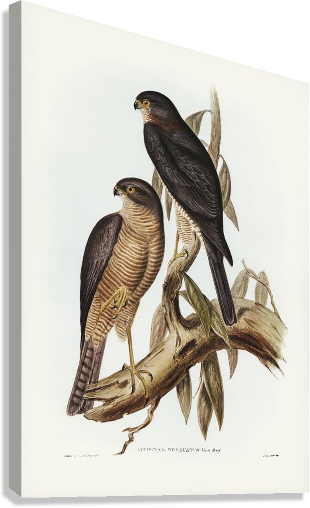 Collared Sparrowhawk Canvas Print