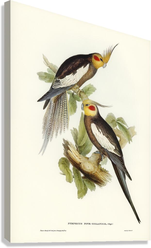 Cockatiel Canvas Print