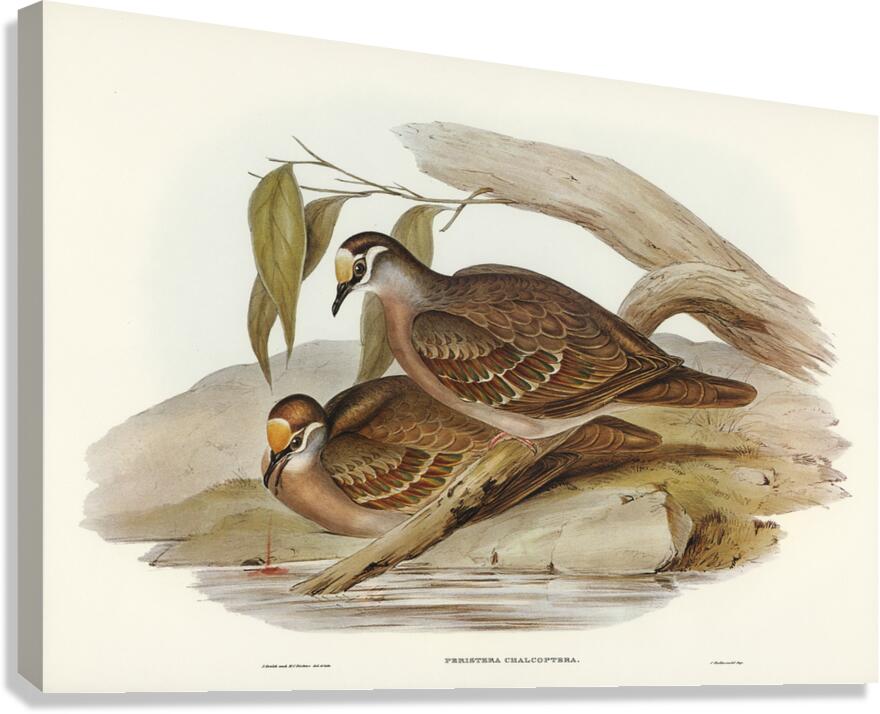 Common Bronzewing Canvas Print