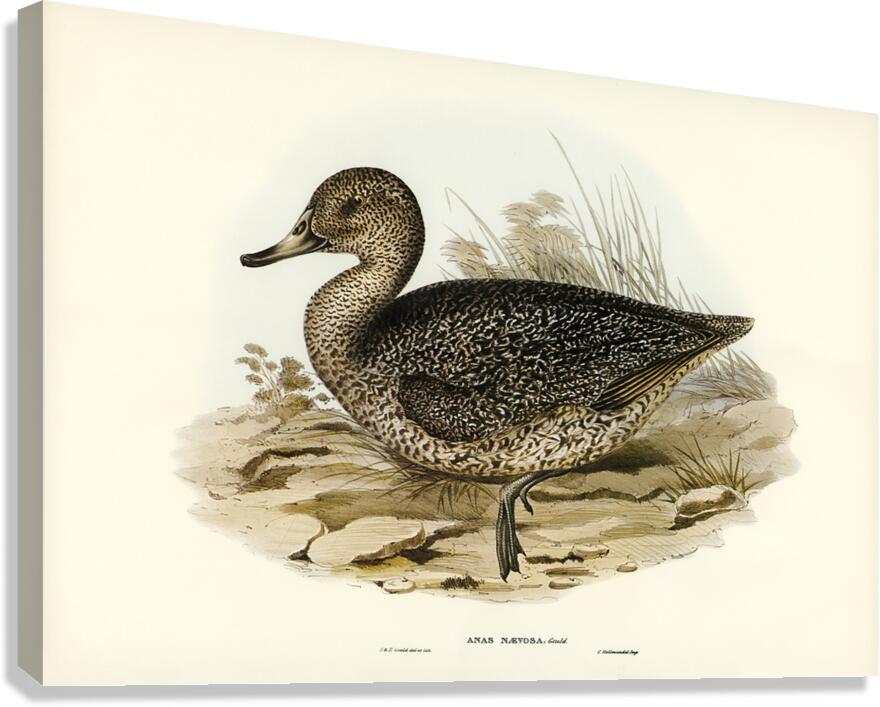 Freckled Duck Canvas Print