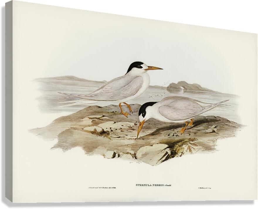 Fairy Tern Canvas Print
