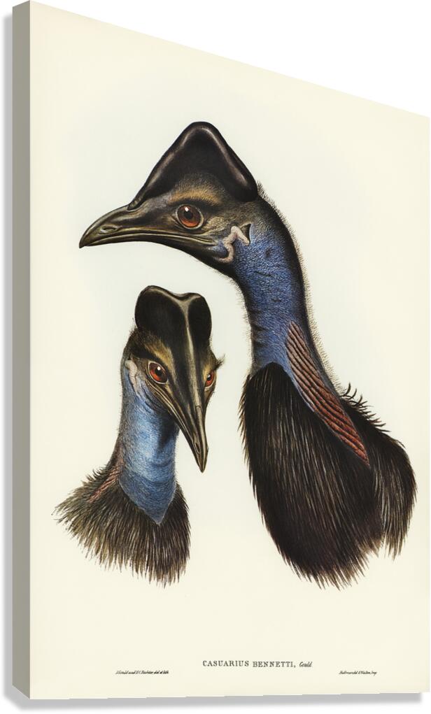 Dwarf cassowary Canvas Print