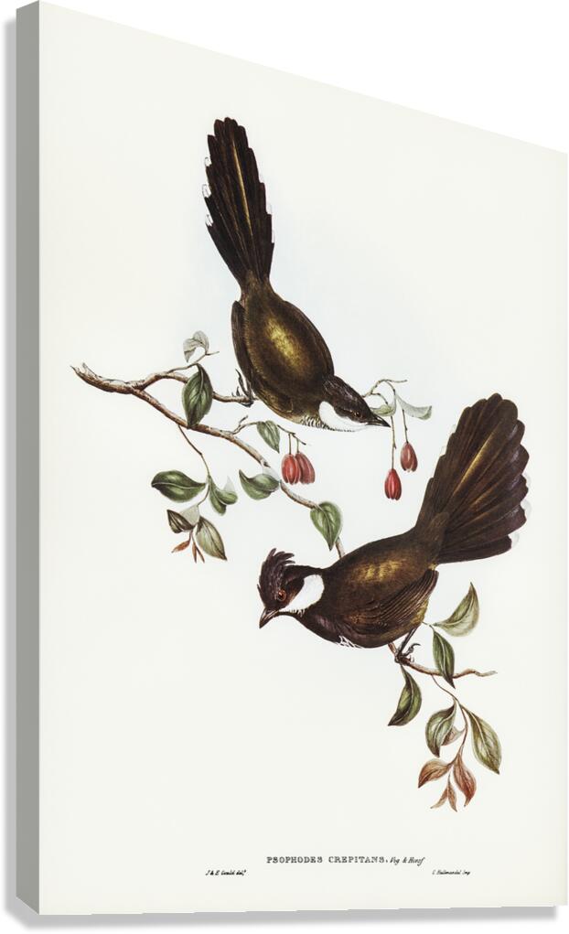 Eastern Whipbird Canvas Print