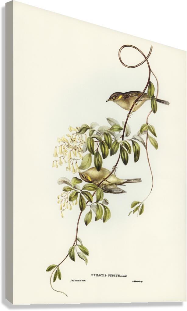 Fuscous Honeyeater Canvas Print