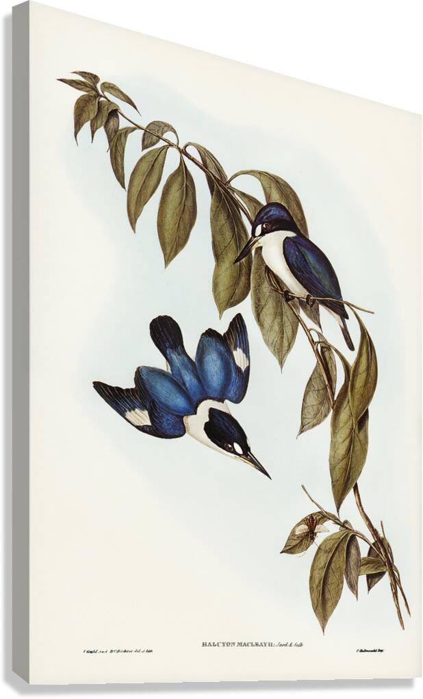 Forest kingfisher Canvas Print