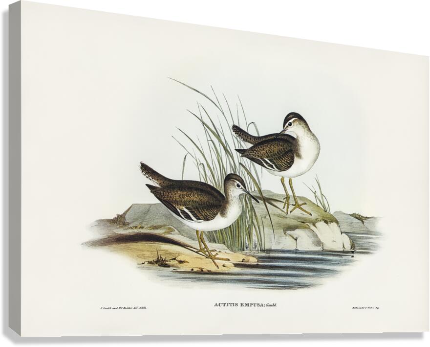 Common Sandpiper Canvas Print