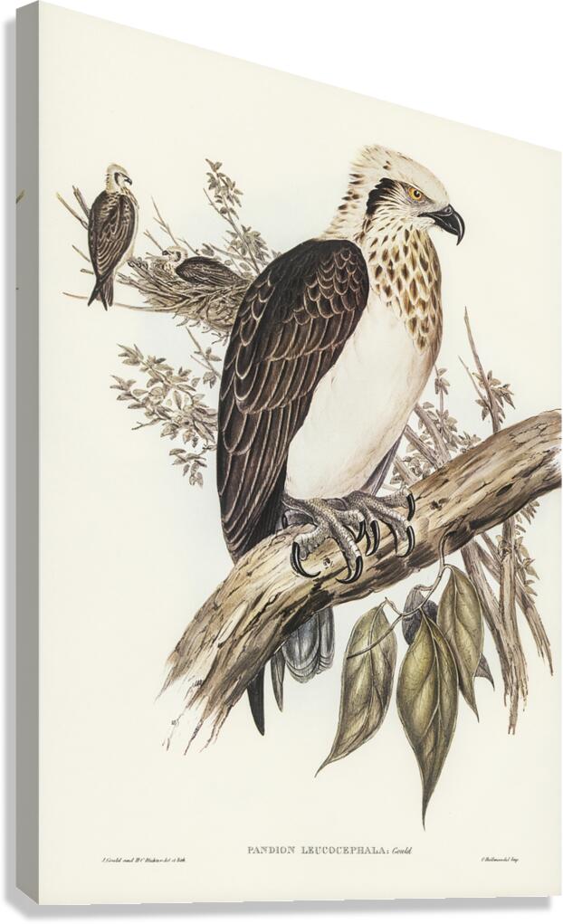 Eastern osprey Canvas Print