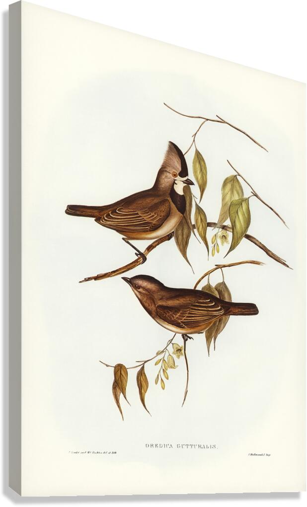 Crested Bellbird Canvas Print