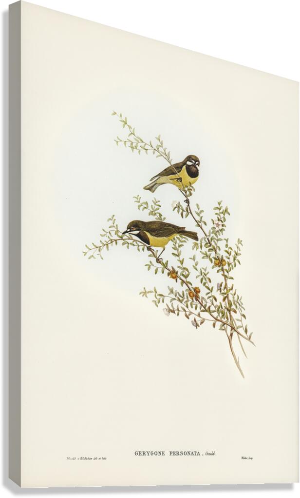 Fairy Gerygone Canvas Print