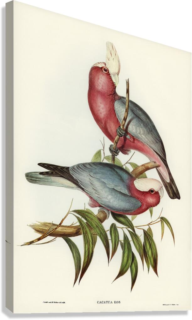 Galah Canvas Print