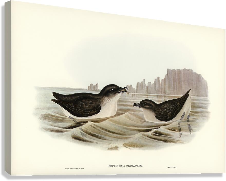 Common Diving Petrel Canvas Print