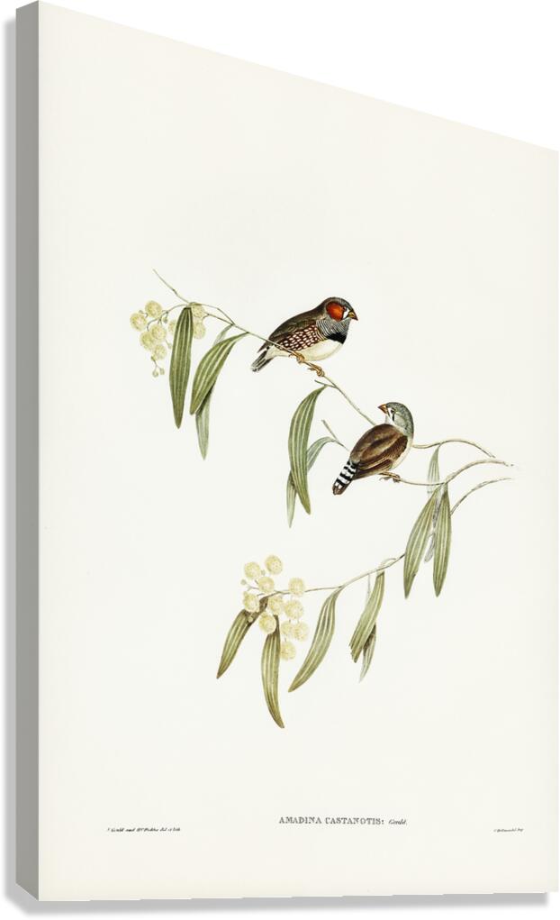 Diamond Firetail 2 Canvas Print