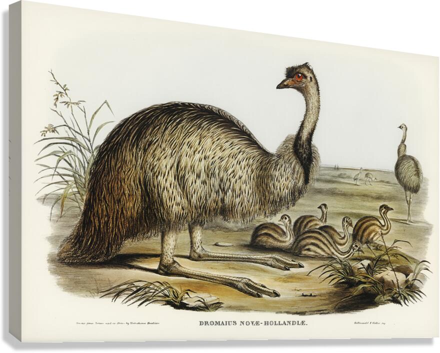Emu Canvas Print