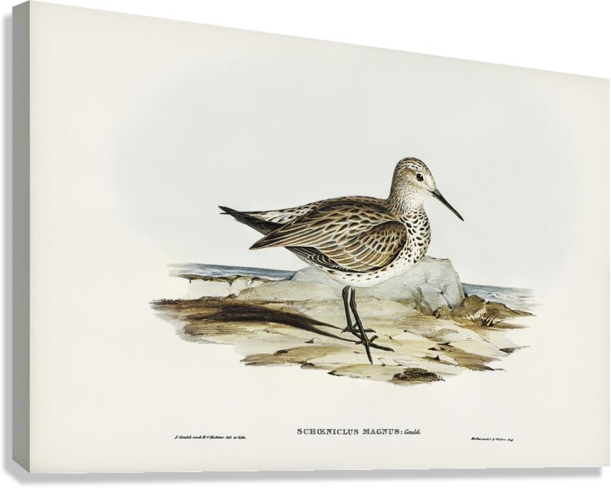 Great Knot Canvas Print