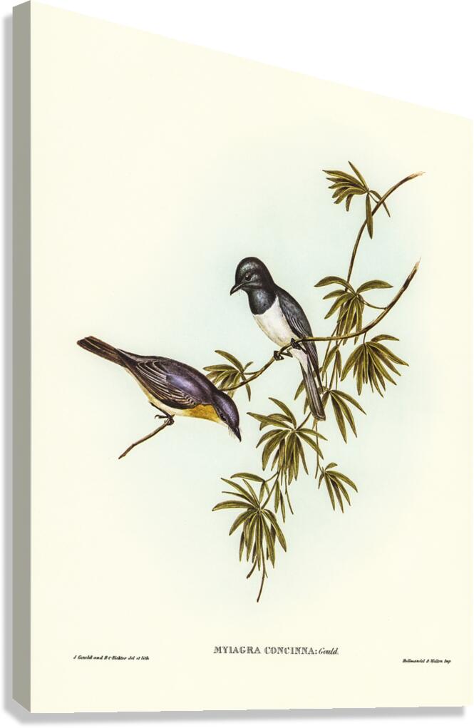 Leaden Flycatcher 2 Canvas Print