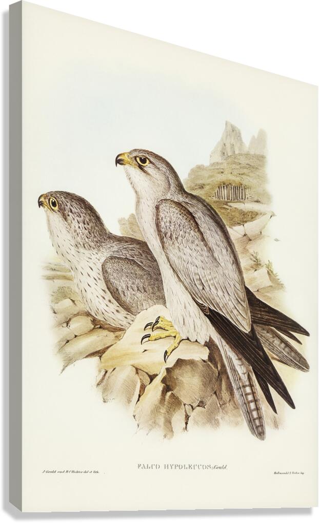 Grey Falcon Canvas Print