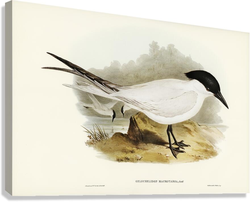 Gull Billed Tern Canvas Print