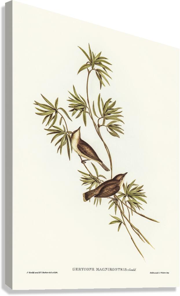 Large Billed Gerygone Canvas Print
