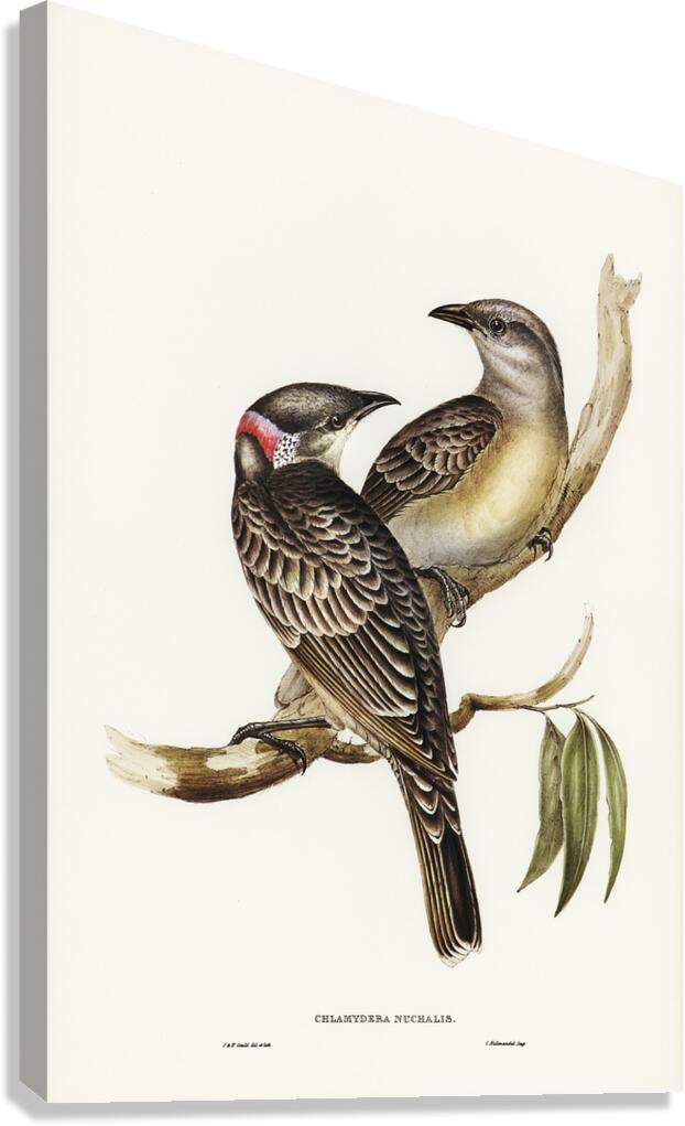 Great bowerbird Canvas Print