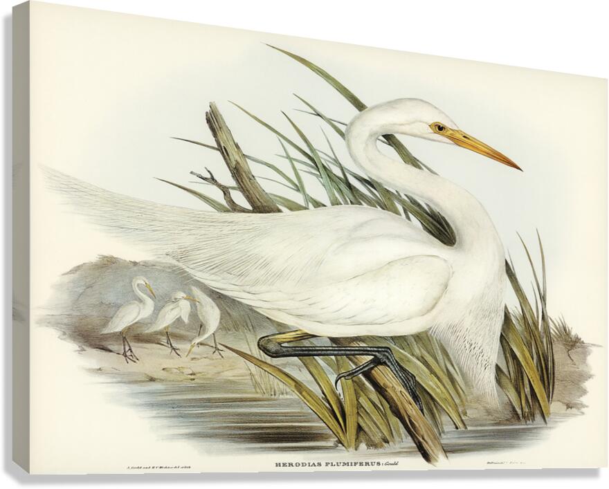 Intermediate Egret Canvas Print