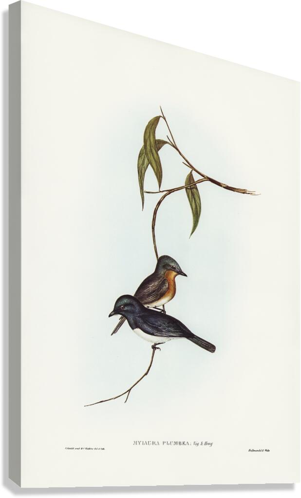 Leaden Flycatcher Canvas Print