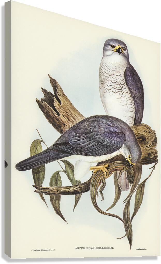 Grey Goshawk Canvas Print