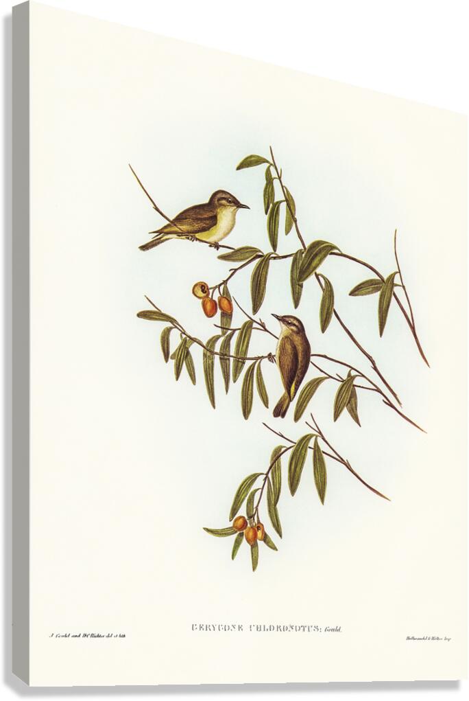 Green Backed Gerygone Canvas Print