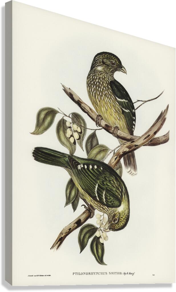 Green Catbird Canvas Print