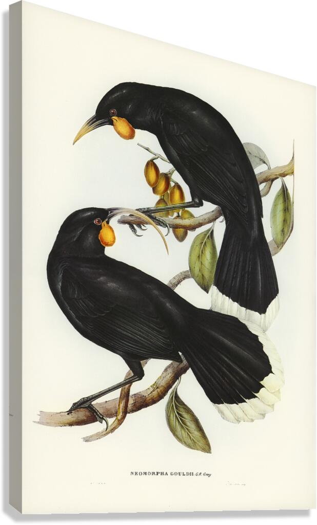 Huia Canvas Print