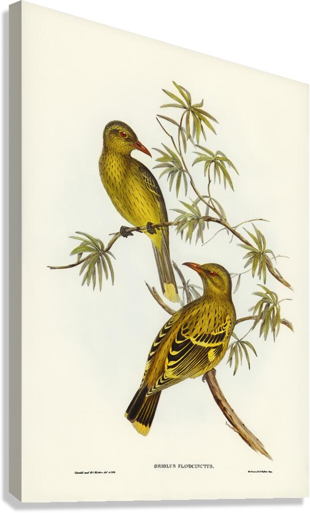 Green Oriole Canvas Print