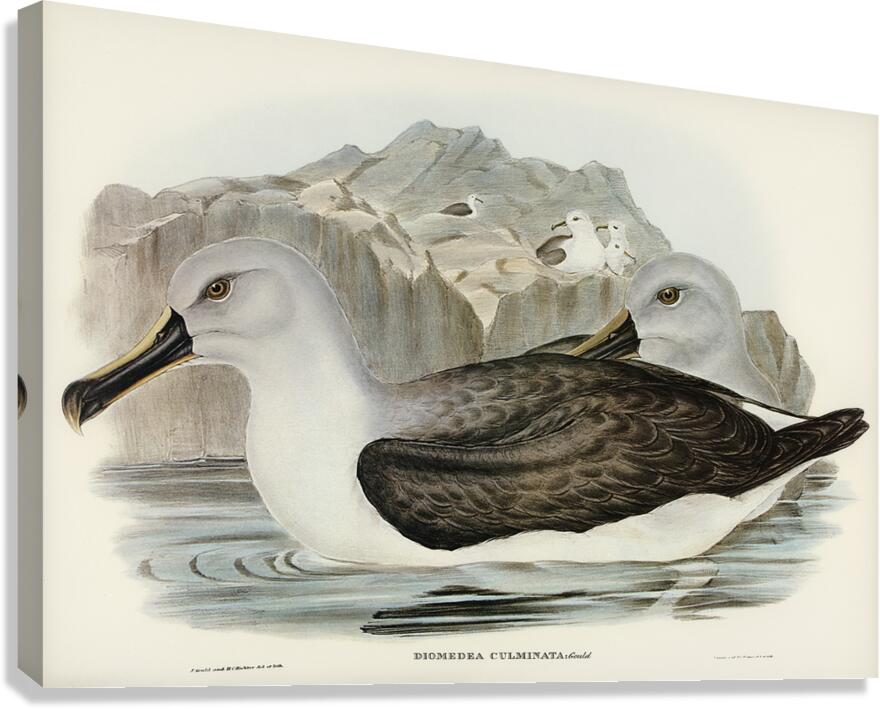 Grey Headed Albatross Canvas Print