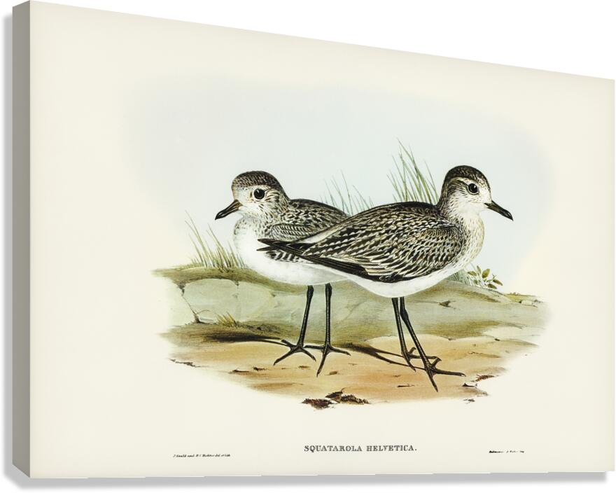 Grey Plover Canvas Print