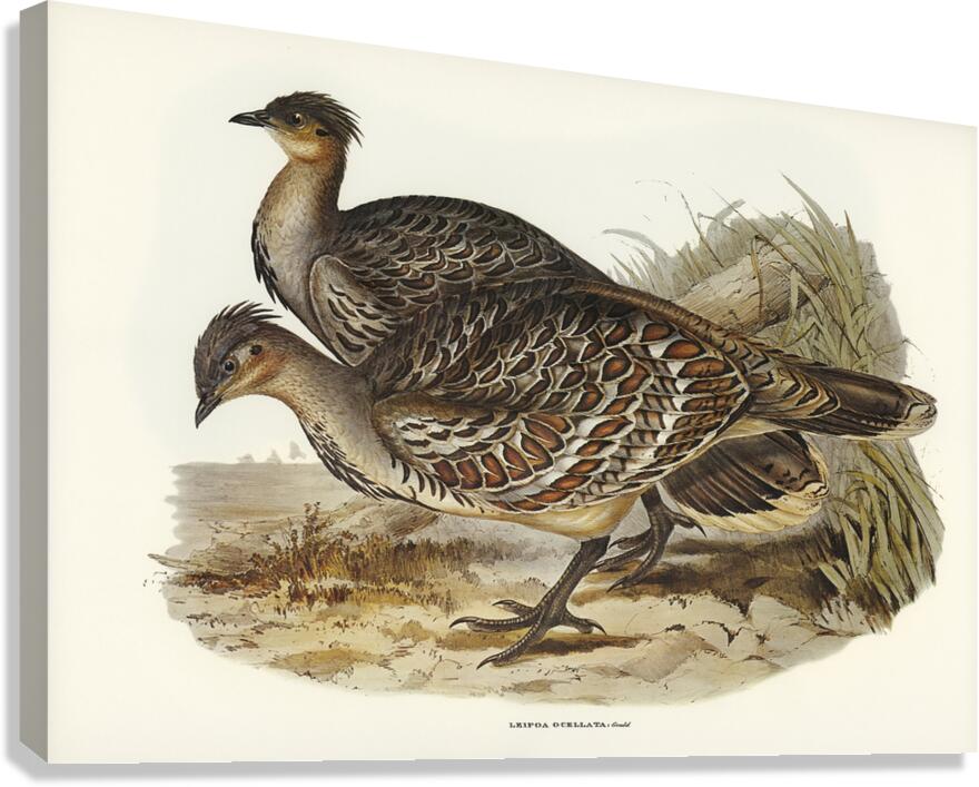 Malleefowl Canvas Print