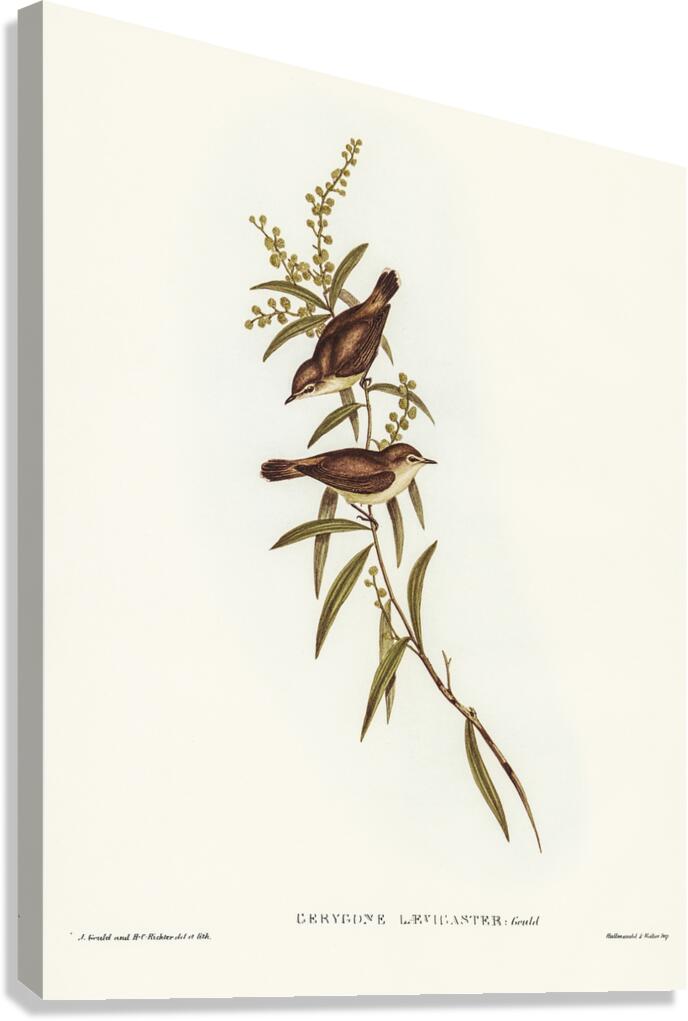 Mangrove Gerygone Canvas Print